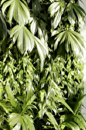 东莞绿植源头基地直供垂直绿化、盆栽、热带植物